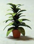 Aglaonema in a Pot Quarter-inch scale