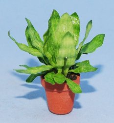 Bird's Nest Fern Half-inch scale
