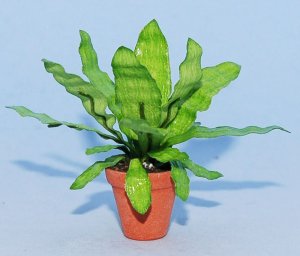 Bird's Nest Fern One-inch scale