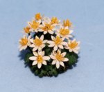 Bloodroot Half-inch scale
