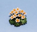 Bloodroot One-inch scale