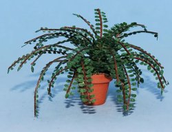 Button Fern in a Terra Cotta Pot One-inch scale