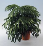 Chinese Fan Palm One-inch scale