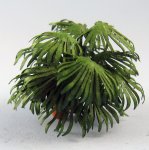 Chinese Fan Palm Quarter-inch scale