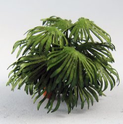Chinese Fan Palm in a Pot Quarter-inch scale
