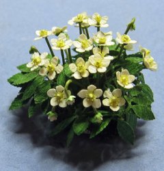 Christmas Rose Half-inch scale Christmas Rose Half-inch scale