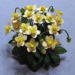 Christmas Rose One-inch scale