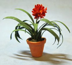 Clivia in a Terra Cotta Pot One-inch scale Clivia in a Terra Cotta Pot One-inch scale