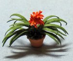 Clivia in a Pot Quarter-inch scale