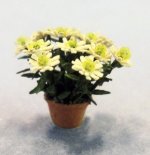 Daisy in a Terra Cotta Pot Quarter-inch scale