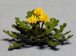 Dandelion One-inch scale