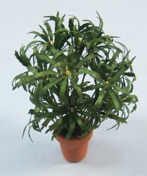 False Aralia in a Terra Cotta Pot Half-inch scale