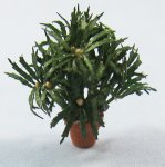 False Aralia Pot Quarter-inch scale