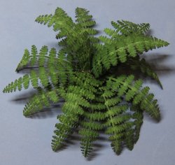 Lady Fern One-inch scale