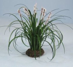Fountain Grass Half-inch scale