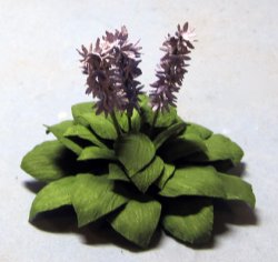 Hosta One-inch scale