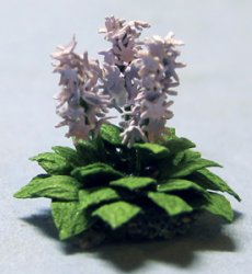 Hosta Quarter-inch scale