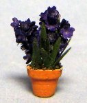 Hyacinth in a Pot Quarter-inch scale