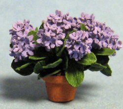 Hydrangea in a Pot Quarter-inch scale