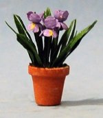 Iris in a Terra Cotta Pot Half-inch scale