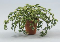 English Ivy in a Terra Cotta Pot Half-inch scale English Ivy in a Terra Cotta Pot Half-inch scale