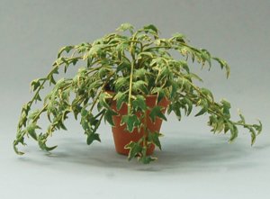 English Ivy in a Terra Cotta Pot One-inch scale