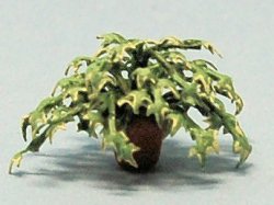 English Ivy in a Pot Quarter-inch scale English Ivy in a Pot Quarter-inch scale