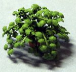 Ivy in a Terra Cotta Pot Quarter-inch scale