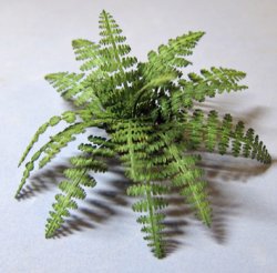 Lady Fern Half-inch scale