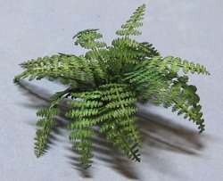 Lady Fern Quarter-inch scale