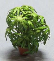 Lady Palm in a Pot Quarter-inch scale