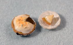 Lemon Meringue Pie with Slice Quarter-inch scale