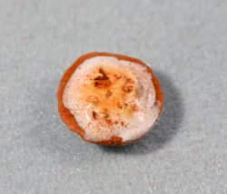 Lemon Meringue Pie Quarter-inch scale