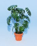 Monstera One-inch scale