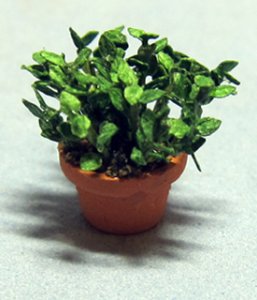 Herb-Oregano Plant in a Terra Cotta Pot Half-inch scale