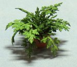 Herb-Parsley Plant in a Terra Cotta Pot Half-inch scale