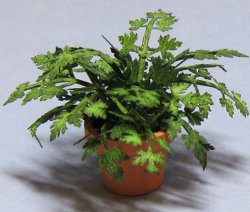 Herb-Parsley Plant in a Terra Cotta Pot One-inch scale