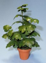 Split-Leaf Philodendron in a Terra Cotta Pot One-inch scale