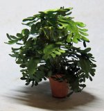 Lacy Philodendron in a Terra Cotta Pot Half-inch scale