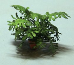 Lacy Philodendron in a Pot Quarter-inch scale