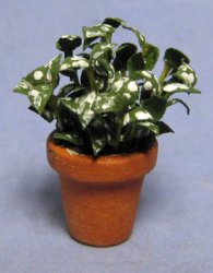 Polka-Dot Plant in a Terra Cotta Pot Half-inch scale