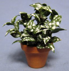 Polka-Dot Plant in a Terra Cotta Pot One-inch scale