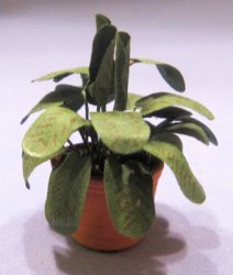 Prayer Plant in a Terra Cotta Pot One-inch scale