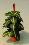 Rubber Plant in a Terra Cotta Pot Half-inch scale