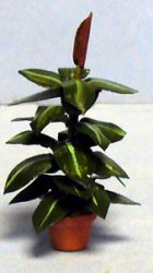 Rubber Plant in a Pot Quarter-inch scale