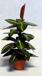 Rubber Plant in a Pot Quarter-inch scale