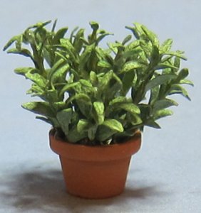 Herb-Sage Plant in a Terra Cotta Pot Half-inch scale