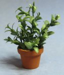 Herb-Sage Plant in a Terra Cotta Pot One-inch scale