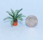 Sago Palm Quarter-inch scale