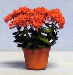 Sedum in a Terra Cotta Pot Half-inch scale